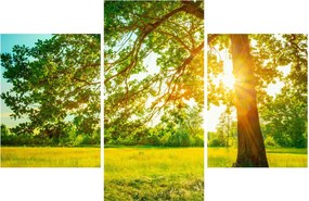 Kép - Sunny Forest (90x60 cm)