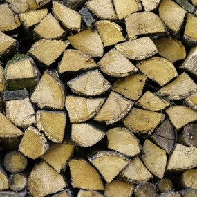 Poszter 40x40cm Fa rönkök, Assaf Frank