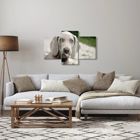 Kép - weimaraner kölyökkutya (90x60 cm)