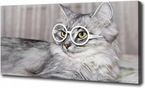 Vászonkép Macska szemüvegben 100x70 cm