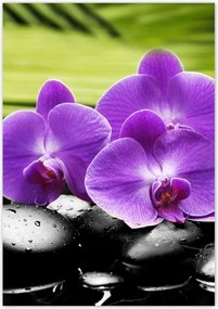 Poszterek 70x100 Orchideák a köveken