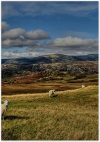 Poszterek 70x100 Bárányok a legelőn