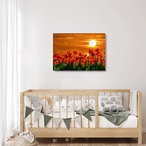 Kép egy virágzó mező tulipánokkal (üvegen) (70x50 cm)