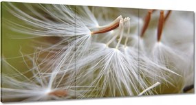 Vászonkép 180x90 Pitypang Virág Virágok