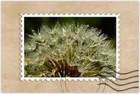 Poszterek 120x80 Pitypang Virág Virágok