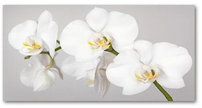 Akrilkép Orchidea oah-133396361