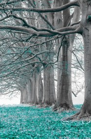 Poszter 56,6x86,4cm Fák egy sorban türkiz levelek, Assaf Frank