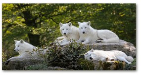 Akrilkép Fehér farkasok szikla oah-93949837