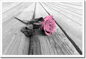 Poszterek keretben 60x40 Púderrózsa a deszkákon