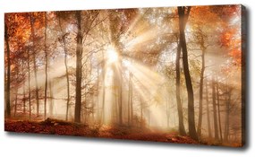 Feszített vászonkép Köd az erdőben ősszel oc-119225469