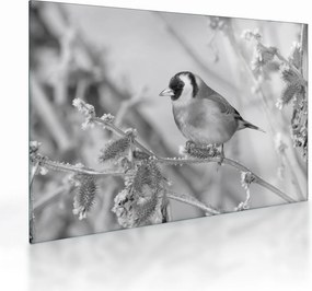 Üveg kép - Egy madár télen (70x50 cm)