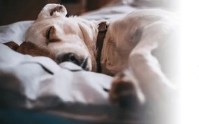 Kutyafekhely Grey Lucky 100 x 70 cm XL