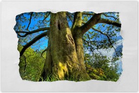 Poszterek 60x40 Erős fa