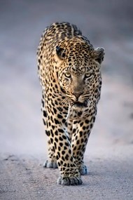 Fotográfia Leopard Portrait, Kathleen Reeder Wildlife Photography