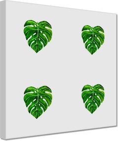 Vászonkép 60x60 Monstera Lyukas levelek