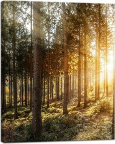 Nyírfák Napfény Reggel vászonkép 40x50 cm