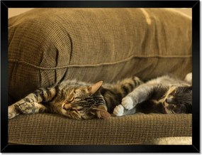 Poszterek keretben 40x30 Cica Cicák