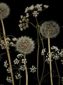 Poszter 30x40cm Réti virágok, Assaf Frank