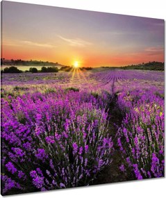 Vászonkép 80x80 Levendula rét