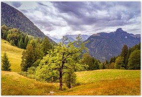 Poszterek 200x135 Fa az égig