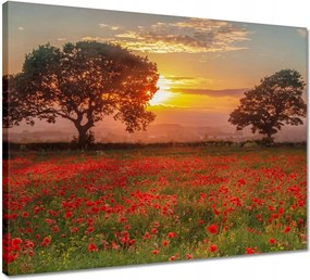 Vászonkép 50x40 Pipacsok a mezőn Tájkép