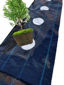Agrotextília nagy Lyukak a Tuja alatt 80cm-enként 1,1x50m