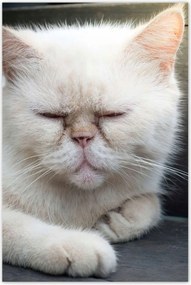 Poszterek 60x90 Cica Cicák