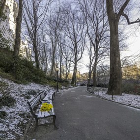 Poszter 20x20cm Egy csokor sárga virág egy padon a parkban, Assaf Frank