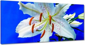 Vászonkép 120x60 Liliom Fehér virág Virág