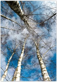 Poszterek 70x100 Nyírfa