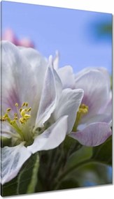 Vászonkép 80x120 Almafa virág
