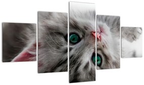 Festés - macskák (125x70cm)