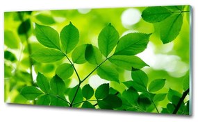 Egyedi üvegkép Zöld levelek osh-66759899