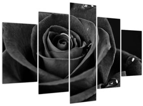 Kép - Bíborvörös rózsa (150x105 cm)