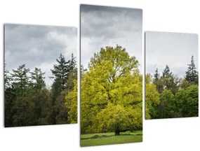 Egy zöld fa képe a mező közepén (90x60 cm)