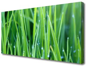 Canvas kép Grass Nature Plant Csepp 100x50 cm