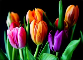 Tulipánok képe fekete alapon (üvegen) (70x50 cm)