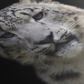 Kép - Snow Leopard (90x60 cm)
