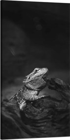Vászonkép Gyík Hüllő Fekete-Fehér Természet 60x120