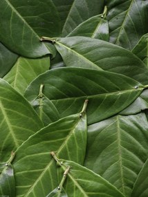 Poszter 30x40cm Zöld levelek, Assaf Frank