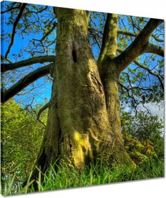 Vászonkép 50x50 Erős fa