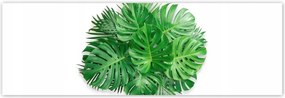 Poszterek 200x66 Monstera Lyukas levelek