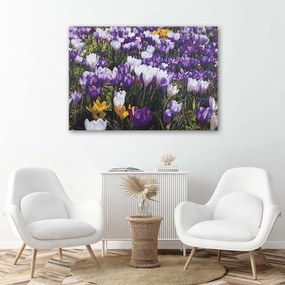 Gario Vászonkép Tavaszi krókuszok a réten Méret: 100 x 70 cm