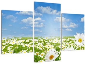 A virágzó rét százszorszépekkel képe (90x60 cm)