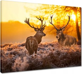 Vászonkép 50x40 Szarvasok a hajnalban