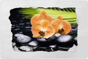 Poszterek 60x40 Narancssárga orchideák