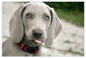 Kép - weimaraner kölyökkutya (90x60 cm)