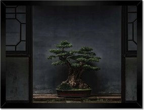 Poszterek keretben 40x30 Bonsai Fa Kultúra