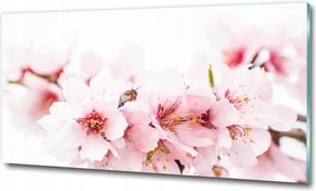 Vászonkép akril üvegen Cseresznyevirágok 100x50