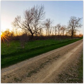 Poszterek 70x70 Mezei út Fák Mezők